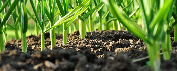 teelaarde kopen voor in de tuin